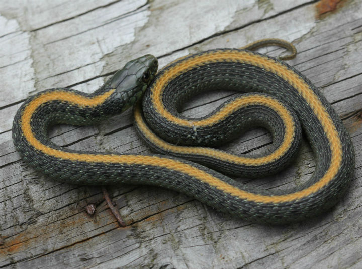 Santa Cruz Garter Snake